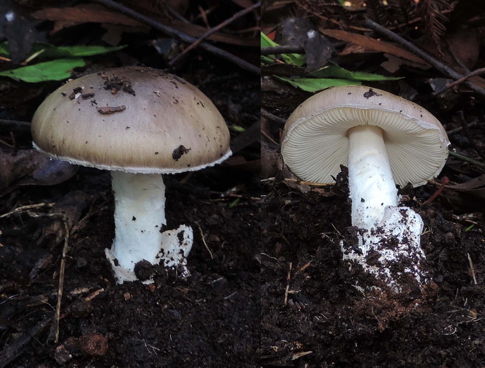 Amanita peltigera image