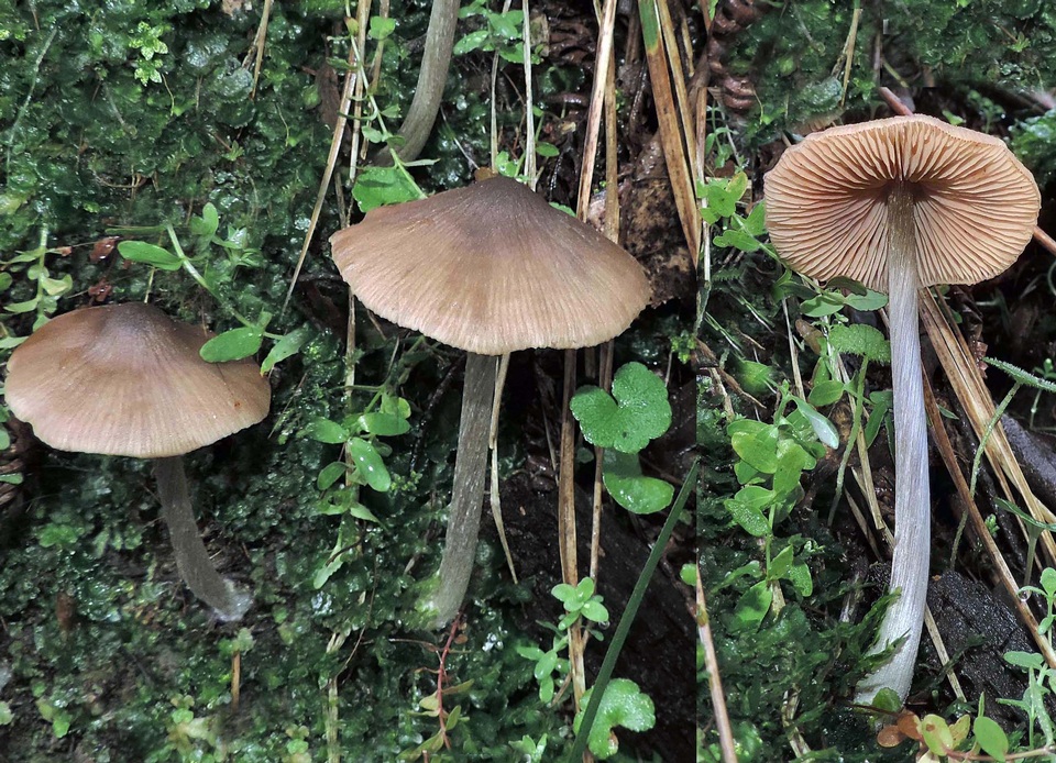 Entoloma brevispermum image