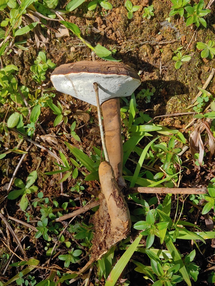 Humphreya coffeata image