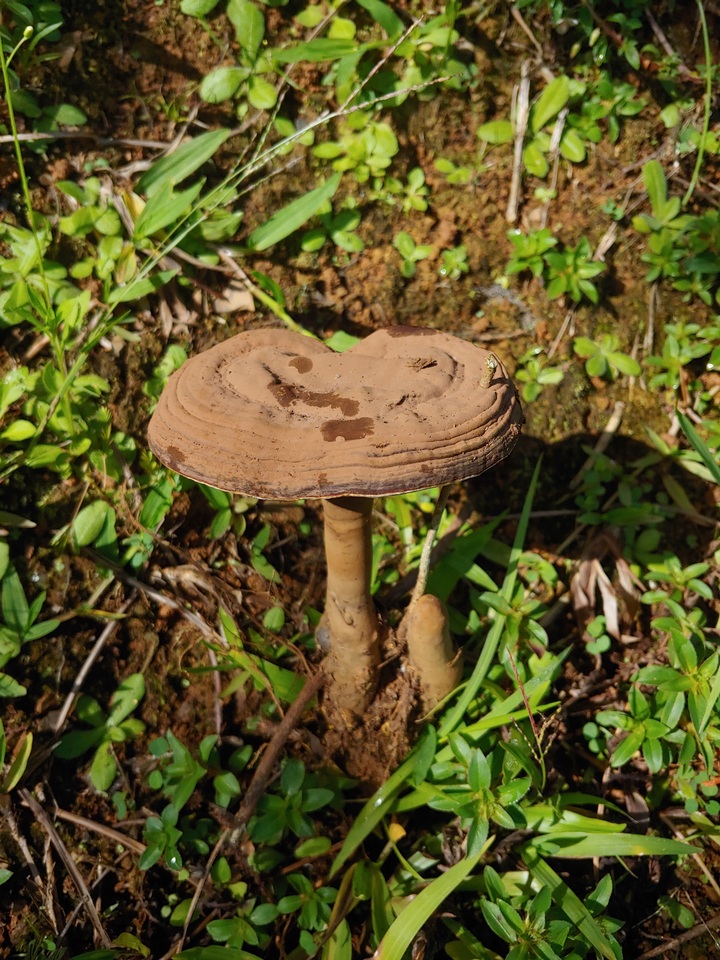 Humphreya coffeata image