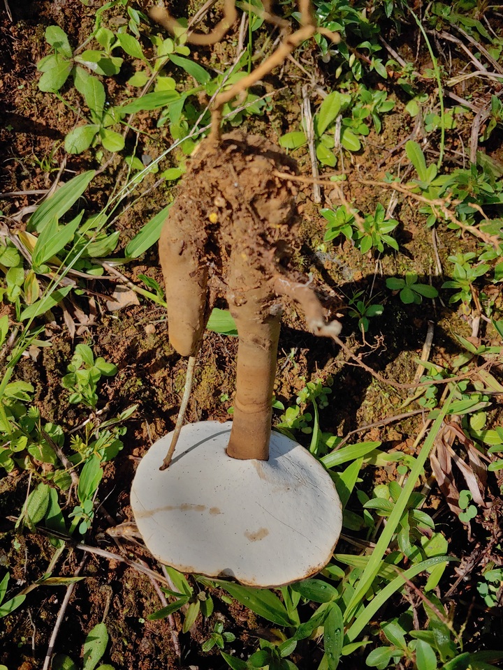Humphreya coffeata image