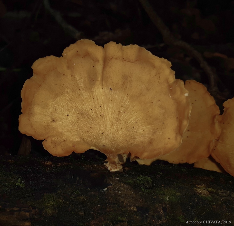 Polyporus grammocephalus image
