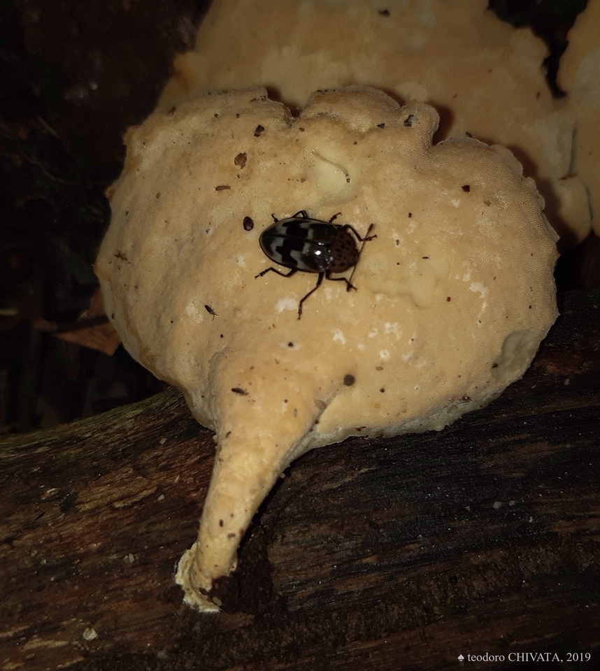 Polyporus grammocephalus image