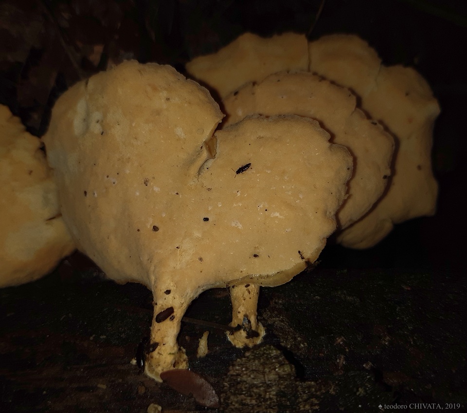 Favolus grammocephalus image