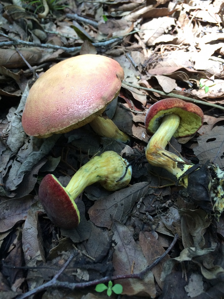 Boletus neoregius image