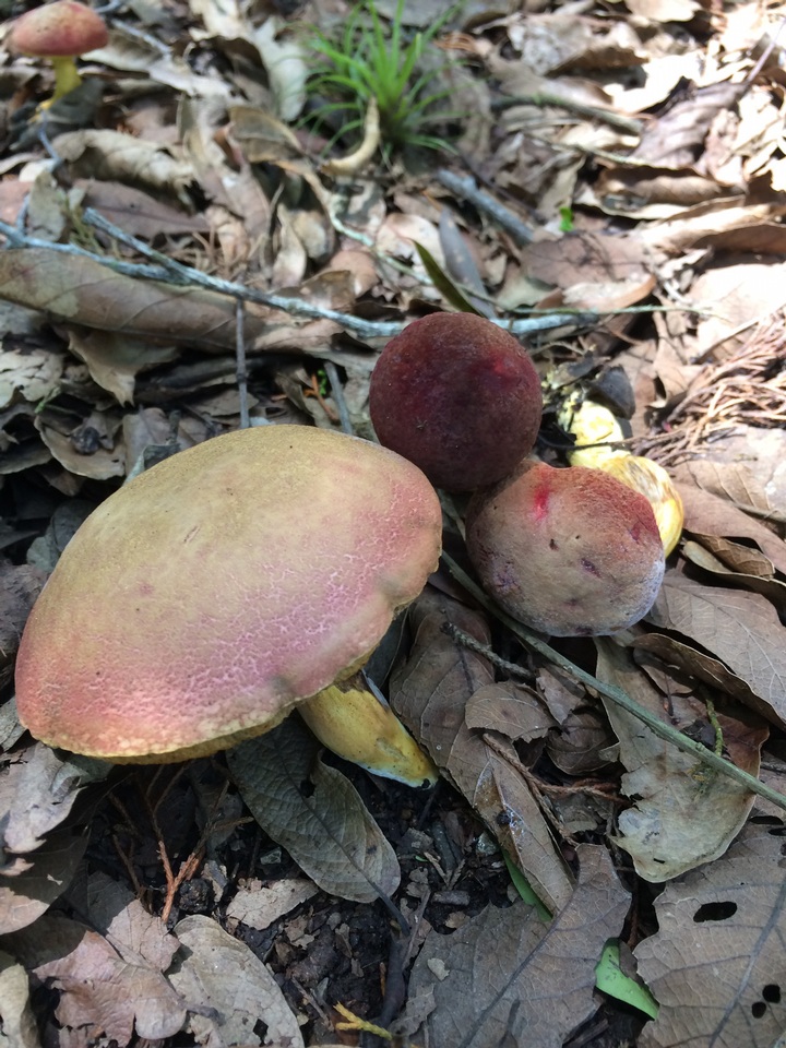 Boletus neoregius image