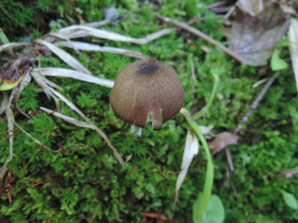 Entoloma melanochroum image