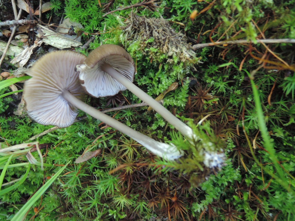 Entoloma melanochroum image