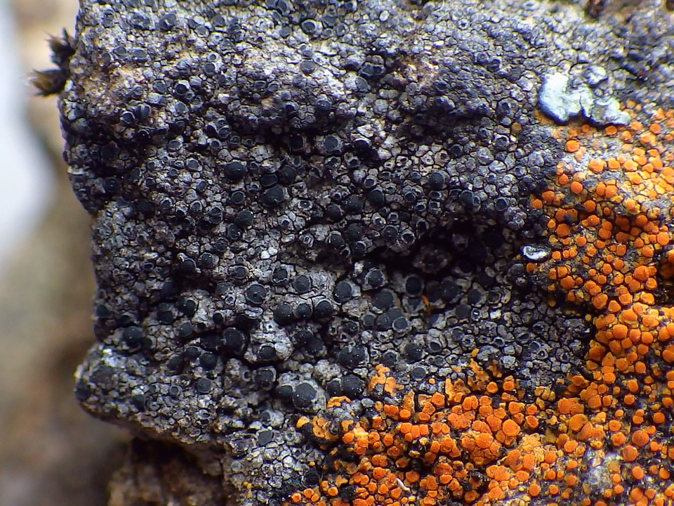 Rinodina oxydata image