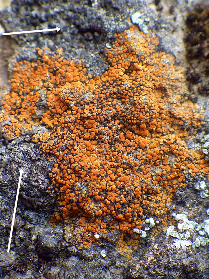 Rinodina oxydata image