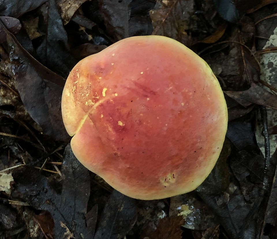 Lanmaoa pallidorosea image