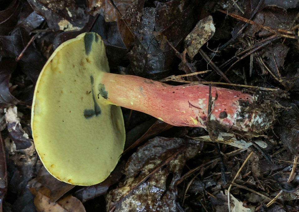 Lanmaoa pallidorosea image