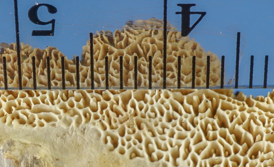 Wrightoporia image