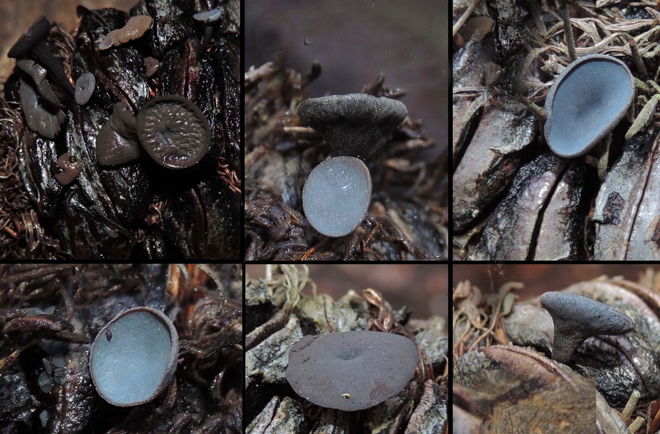 Banksiamyces macrocarpus image