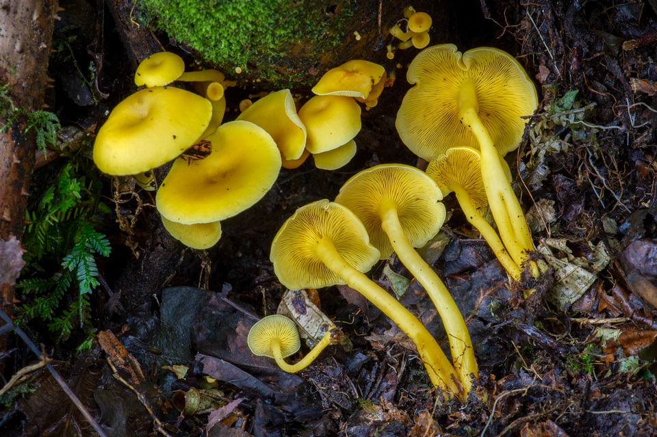 Tricholomopsis aurea image