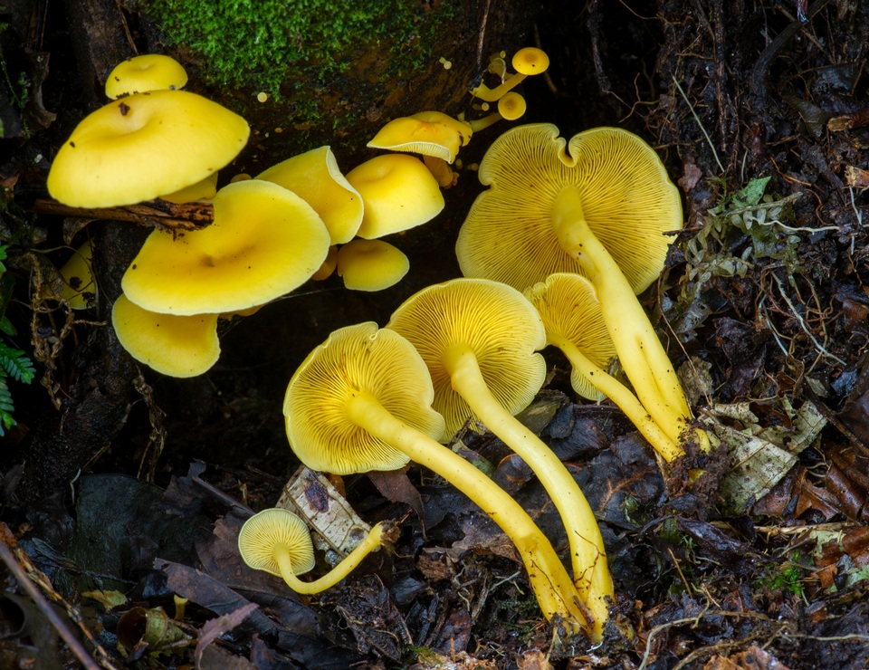 Tricholomopsis aurea image