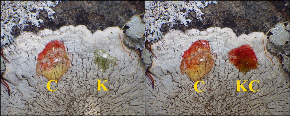 Pertusaria lactea image