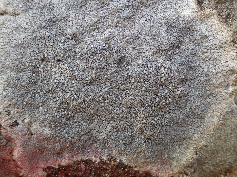 Diploschistes caesioplumbeus image