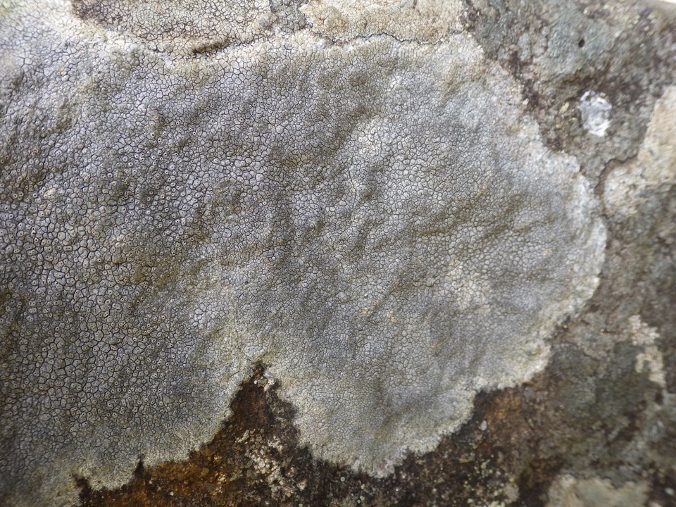 Diploschistes caesioplumbeus image