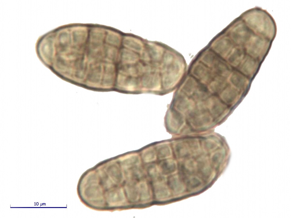Hysterographium fraxini image