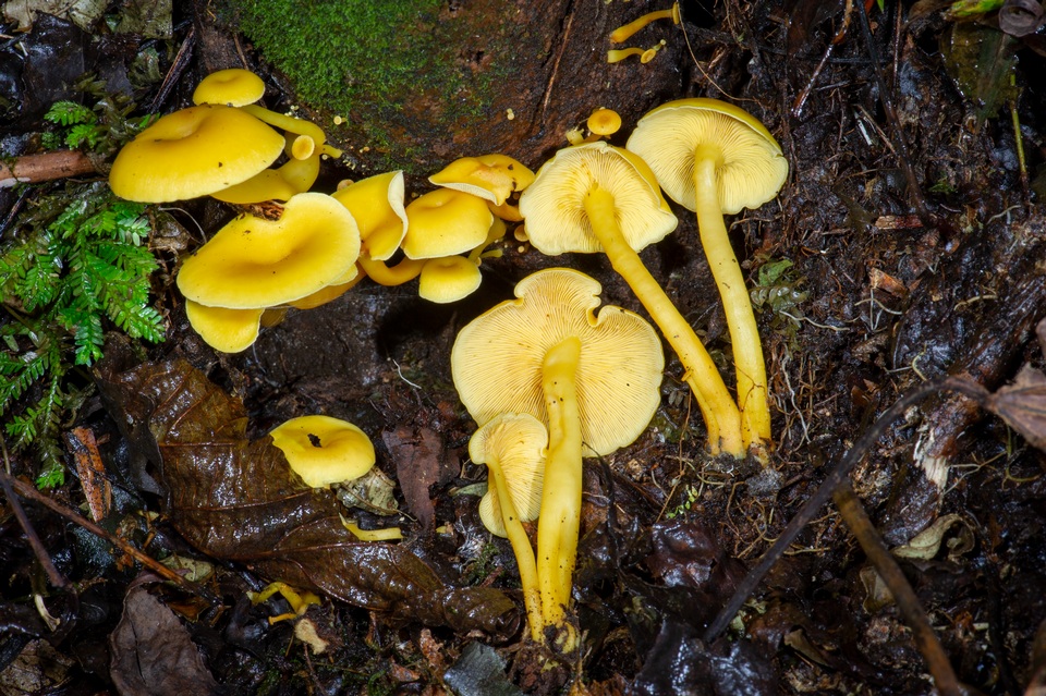 Tricholomopsis aurea image