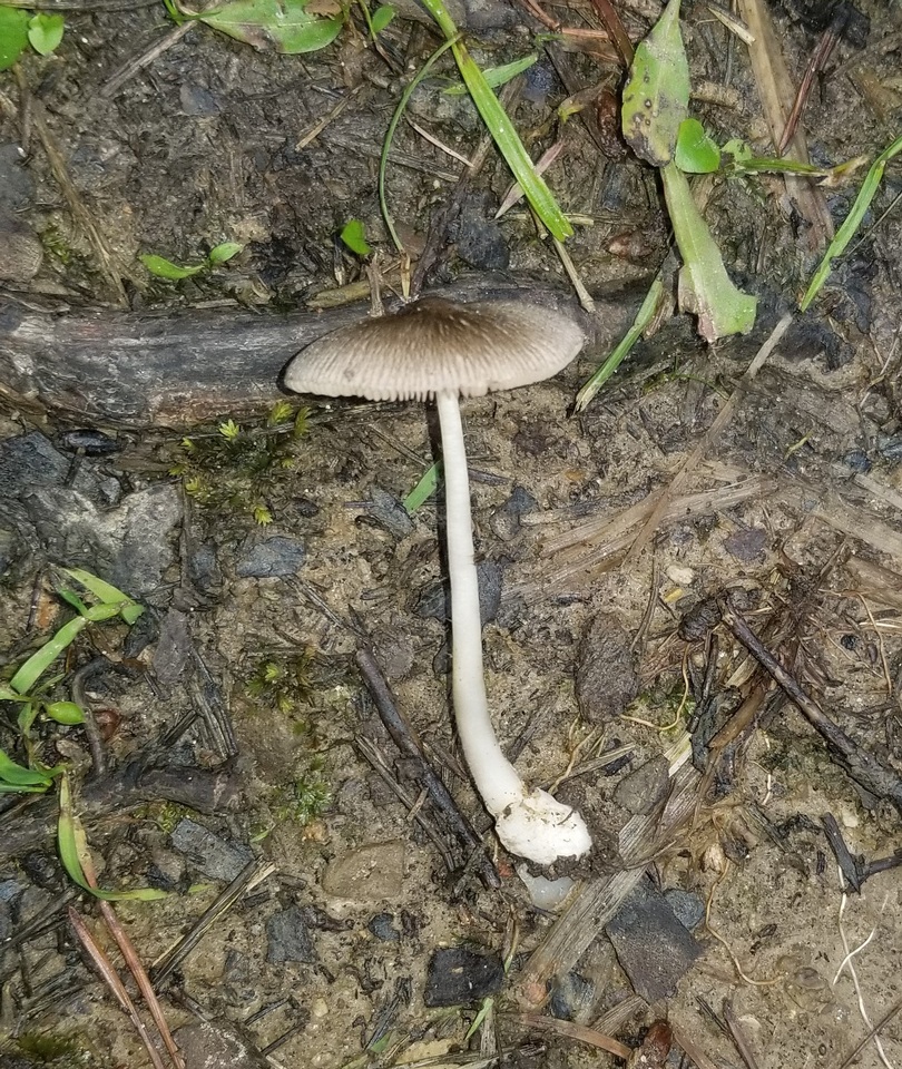 Volvariella nigrodisca image