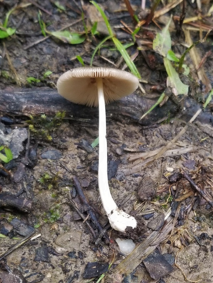 Volvariella nigrodisca image