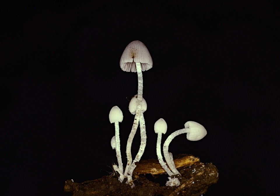 Psathyrella debilis image
