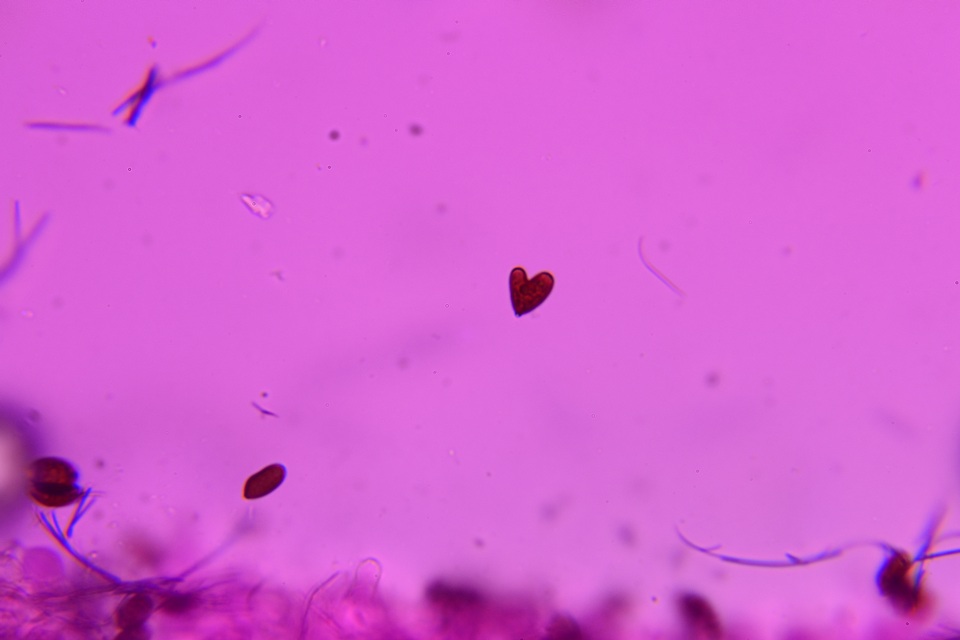 Psathyrella debilis image
