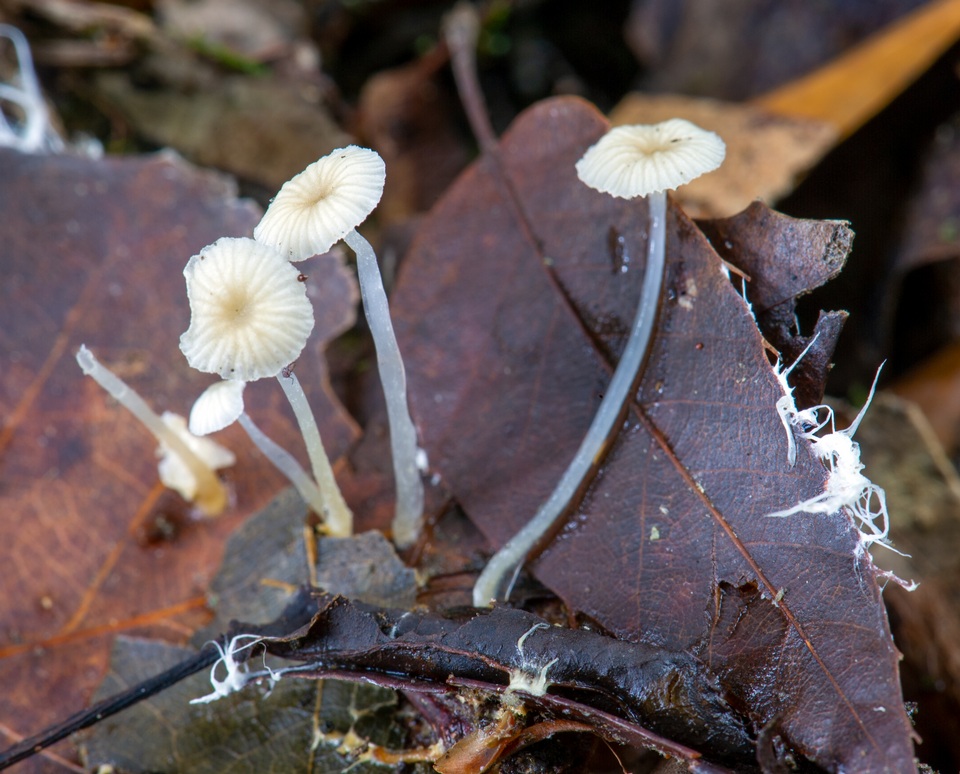 Mycena guzmanii image