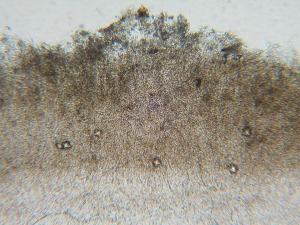 Ombrophila violacea image