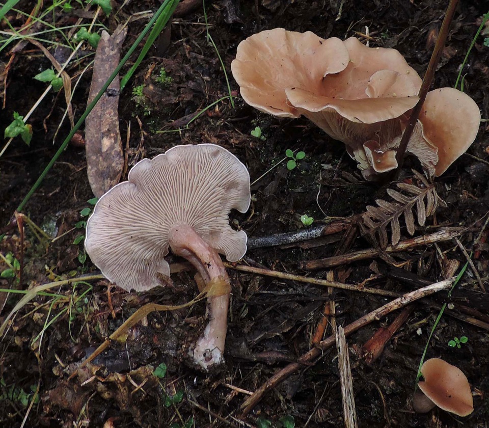 Rhodocybe pseudopiperita image