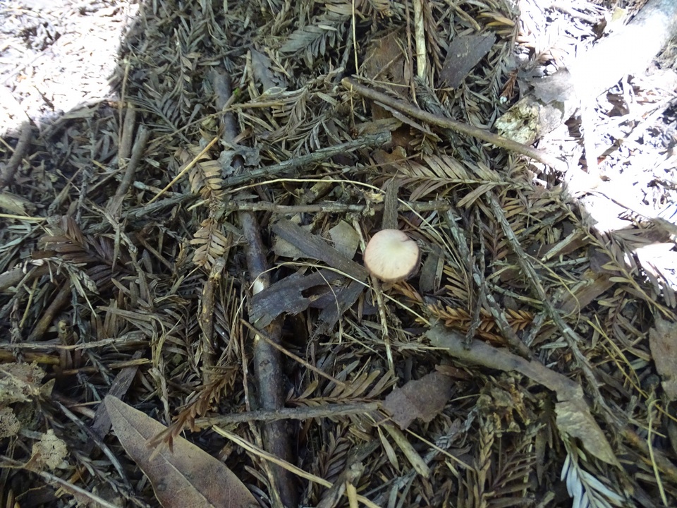 Psathyrella prona image