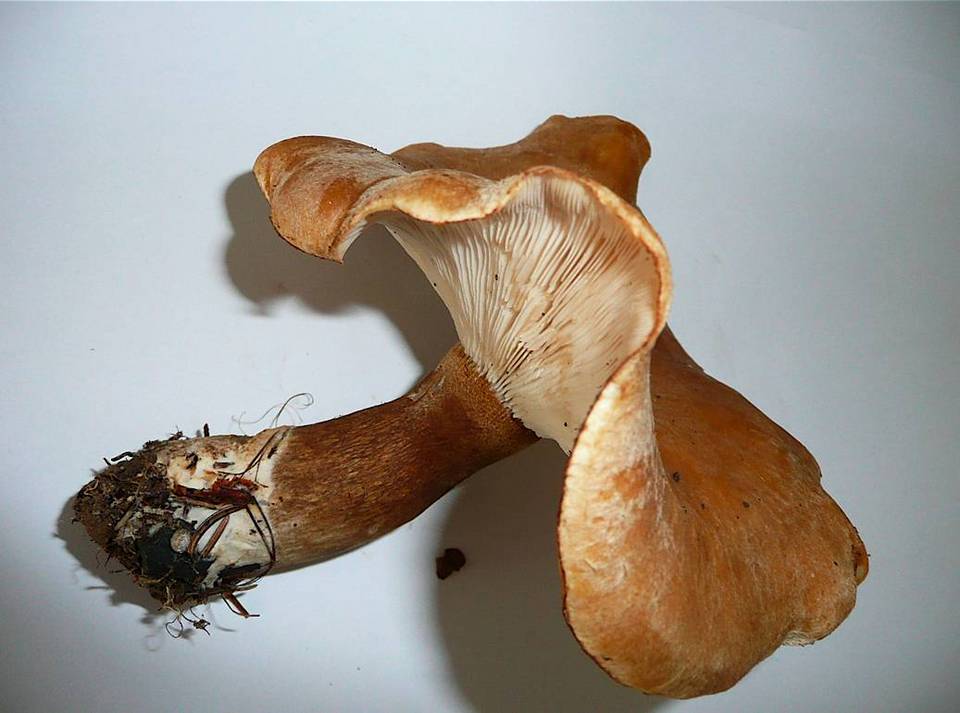Leucopaxillus mirabilis image
