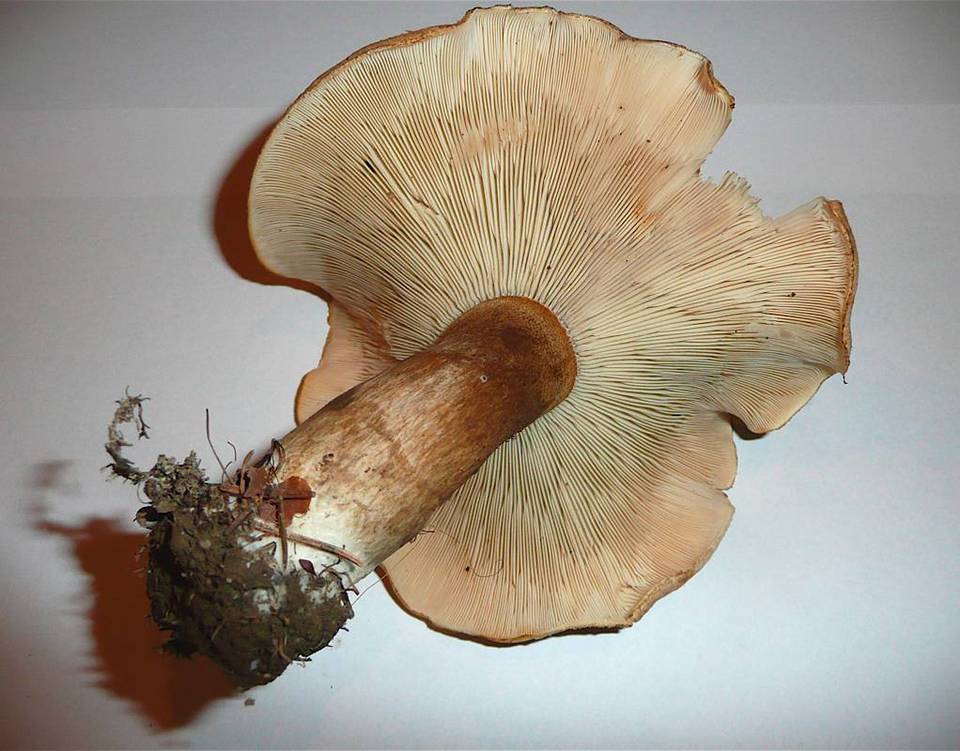 Leucopaxillus mirabilis image