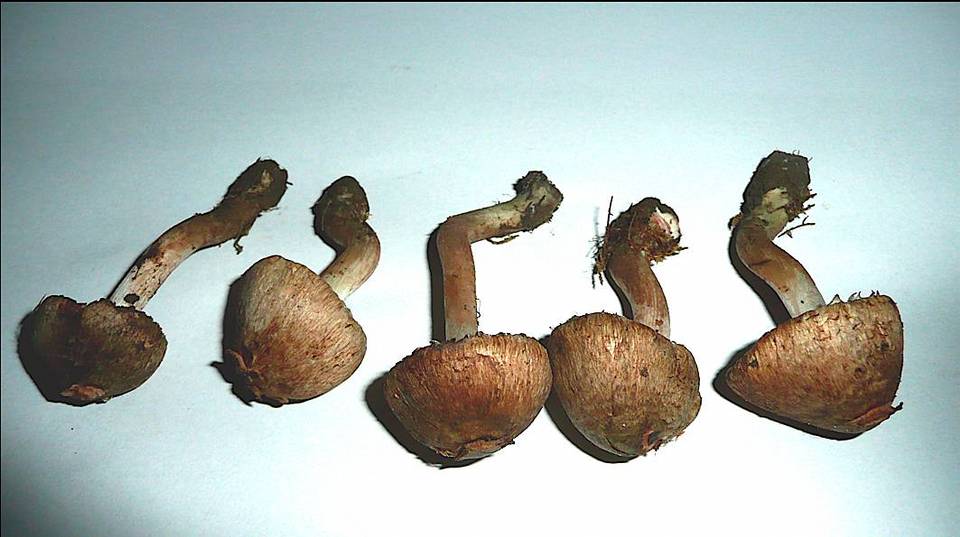 Inocybe haemacta image