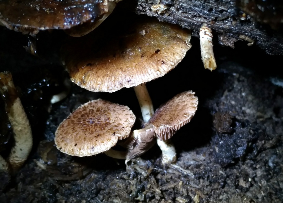 Cystoagaricus subamarus image