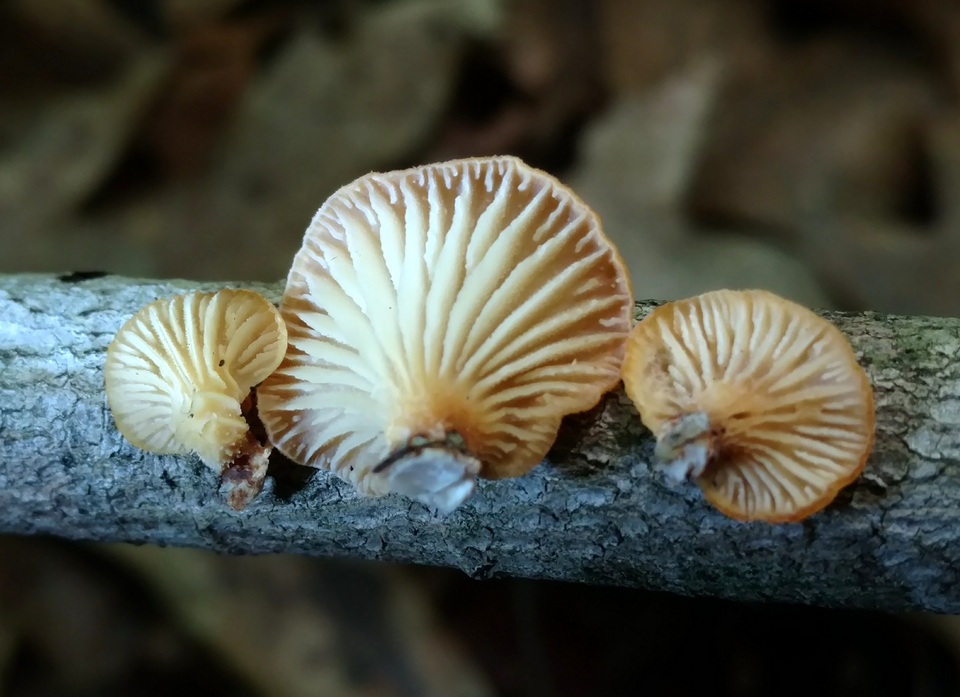 Neofavolus suavissimus image