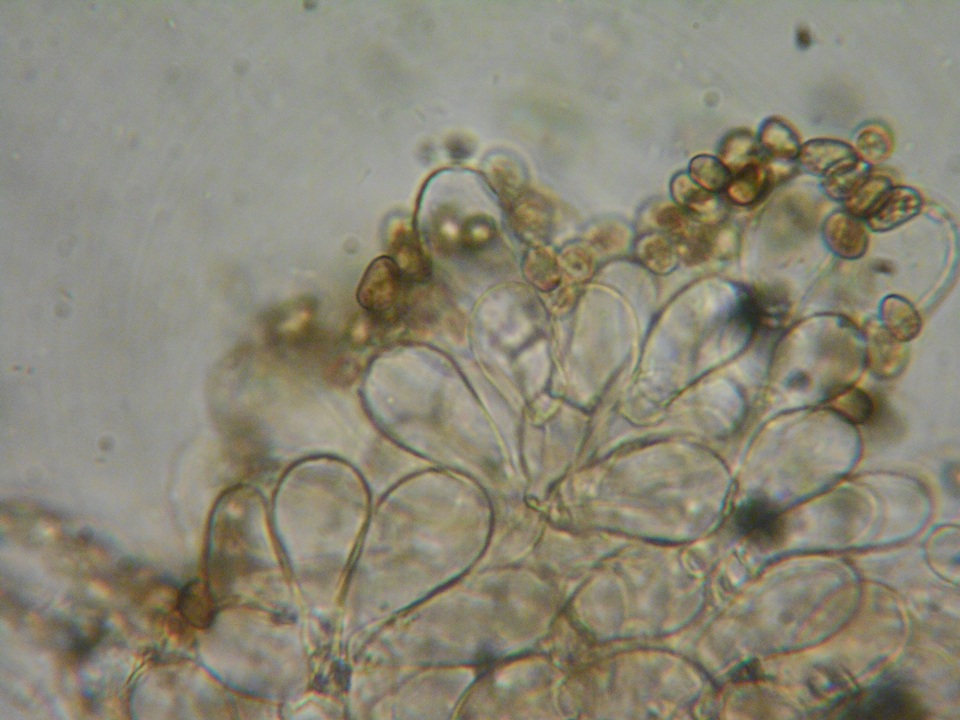 Inocybe perbrevis image