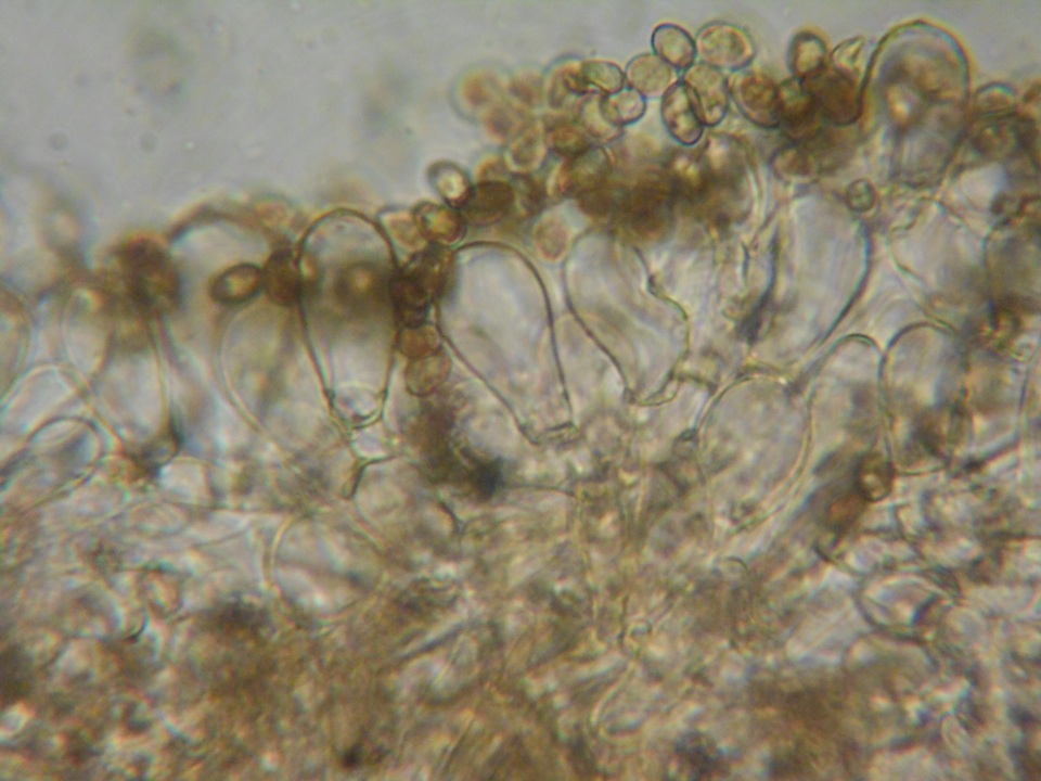 Inocybe perbrevis image