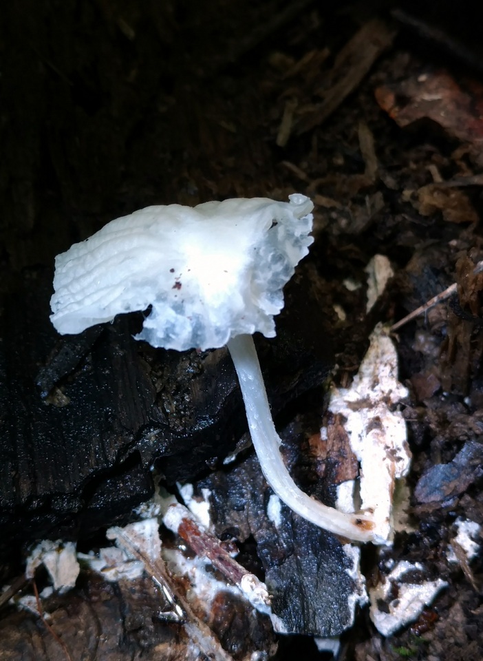 Heliomyces decolorans image