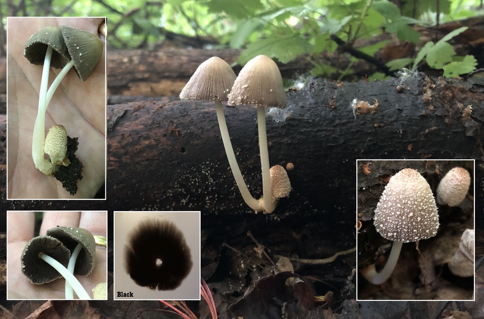 Coprinellus xanthothrix image