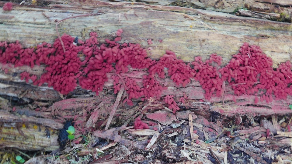 Arcyriaceae image