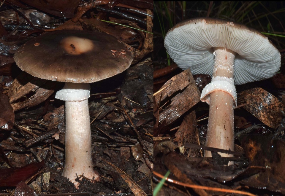 Amanita basiorubra image