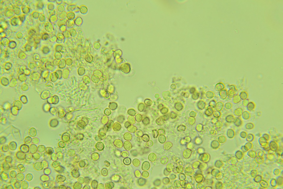 Xenasma praeteritum image