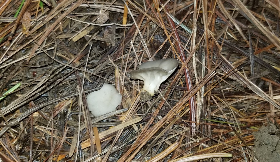 Helvella griseoalba image