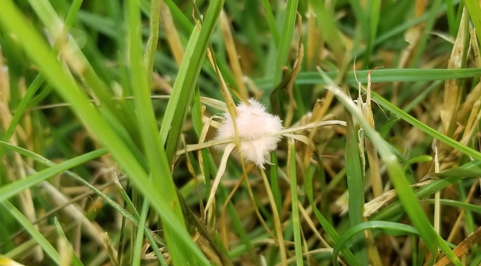 Laetisaria fuciformis image