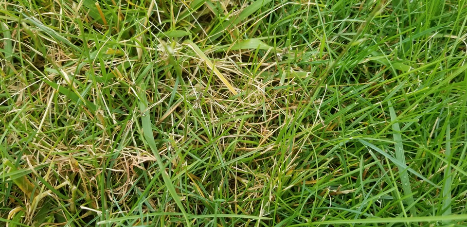 Laetisaria fuciformis image