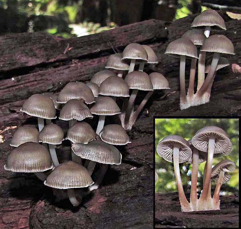 Mycena tuvara image