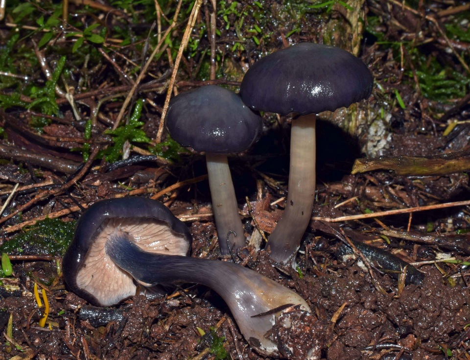 Entoloma sepiaceovelutinum image